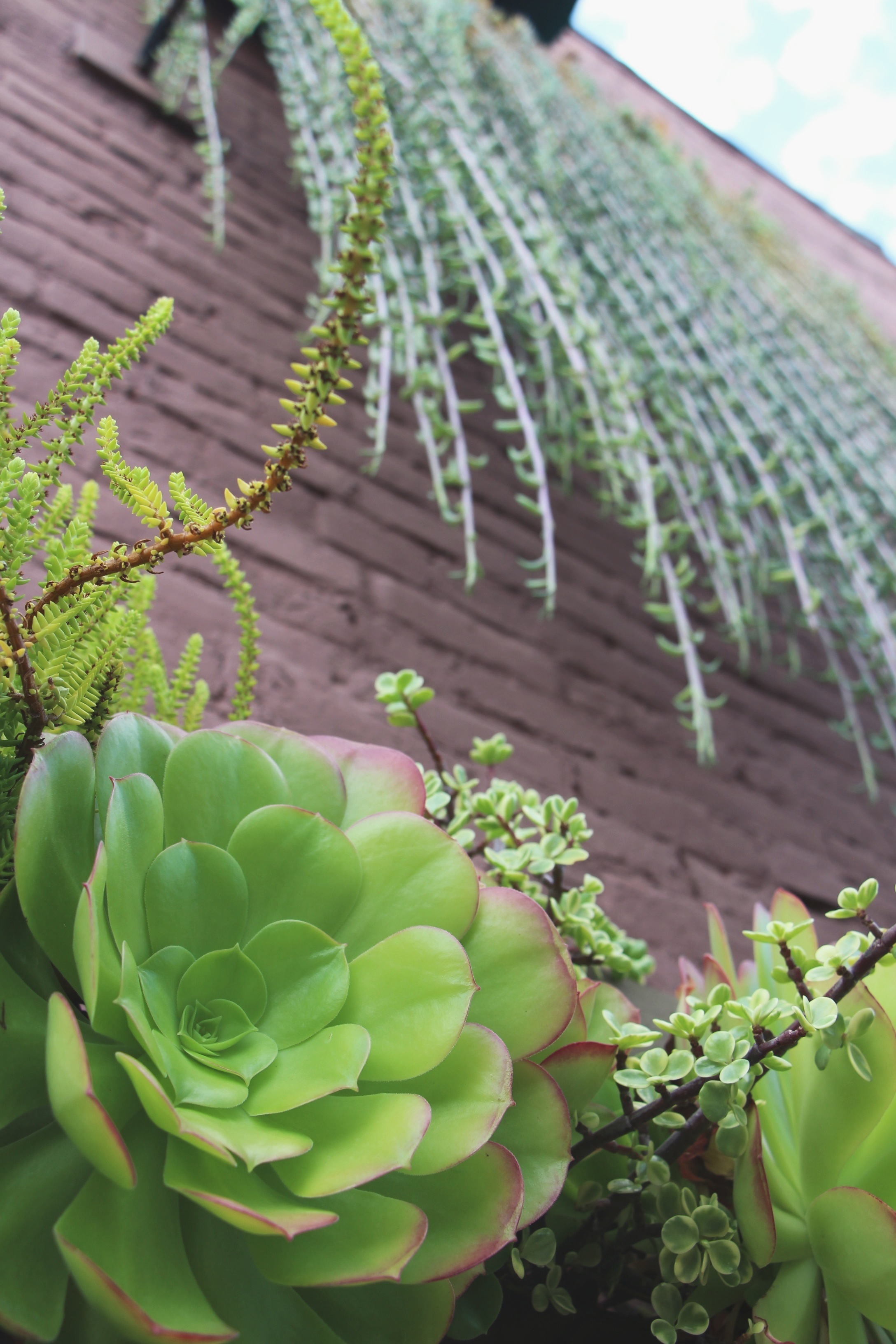 Succulent Cafe Oceanside via Needles + Leaves